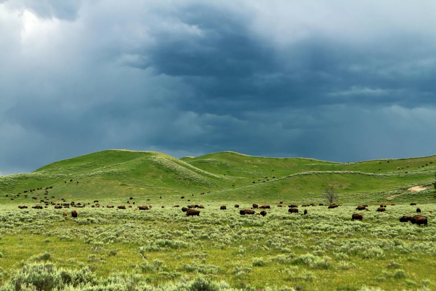 Yellowstone